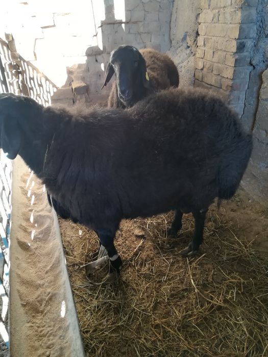 Кошкар сатылады *