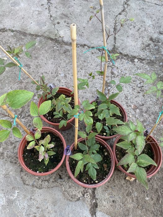 Клематис Тайга махровый