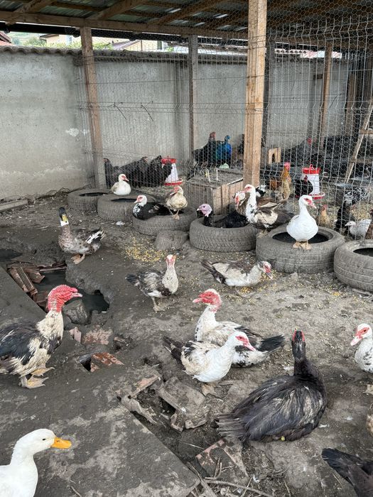 Vand gaste/rate sau schimb