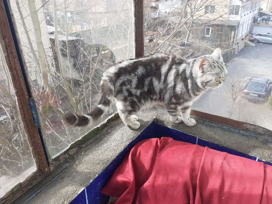 British shorthair silver tabby 3 luni