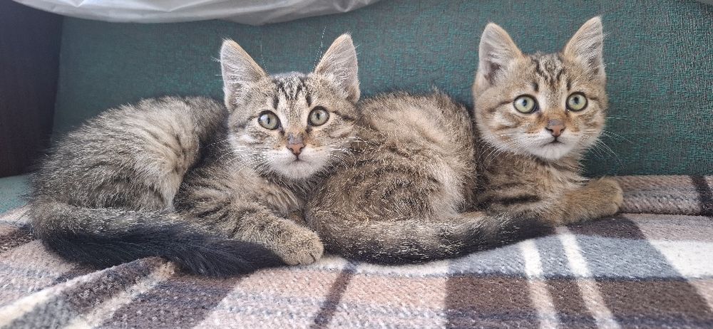 Дарю красивых котят