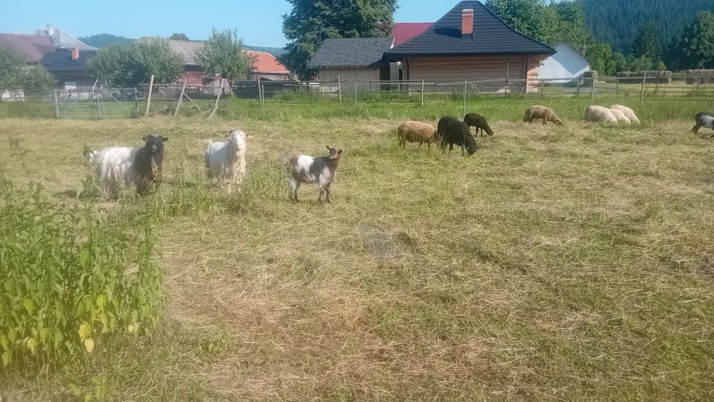 tapi de vanzare carpatin