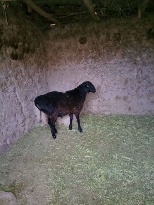 Supper_narxda_2ta_quchqor