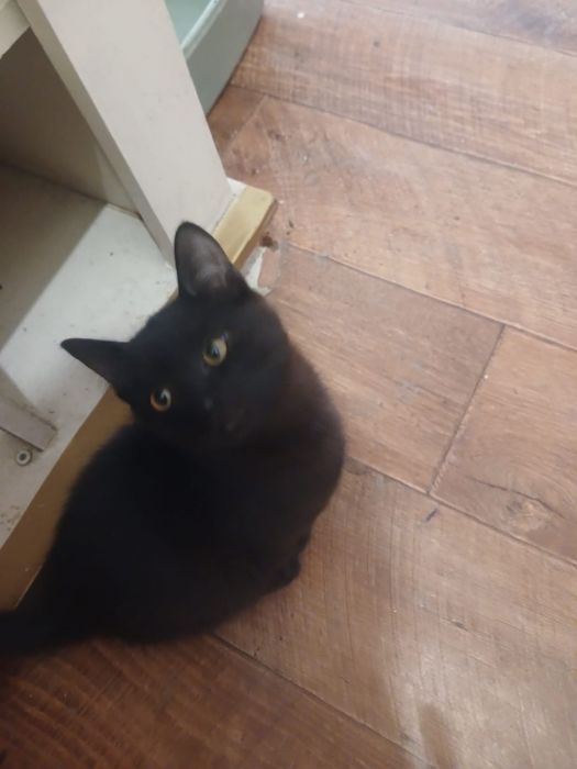 Отдам в добрые руки котят