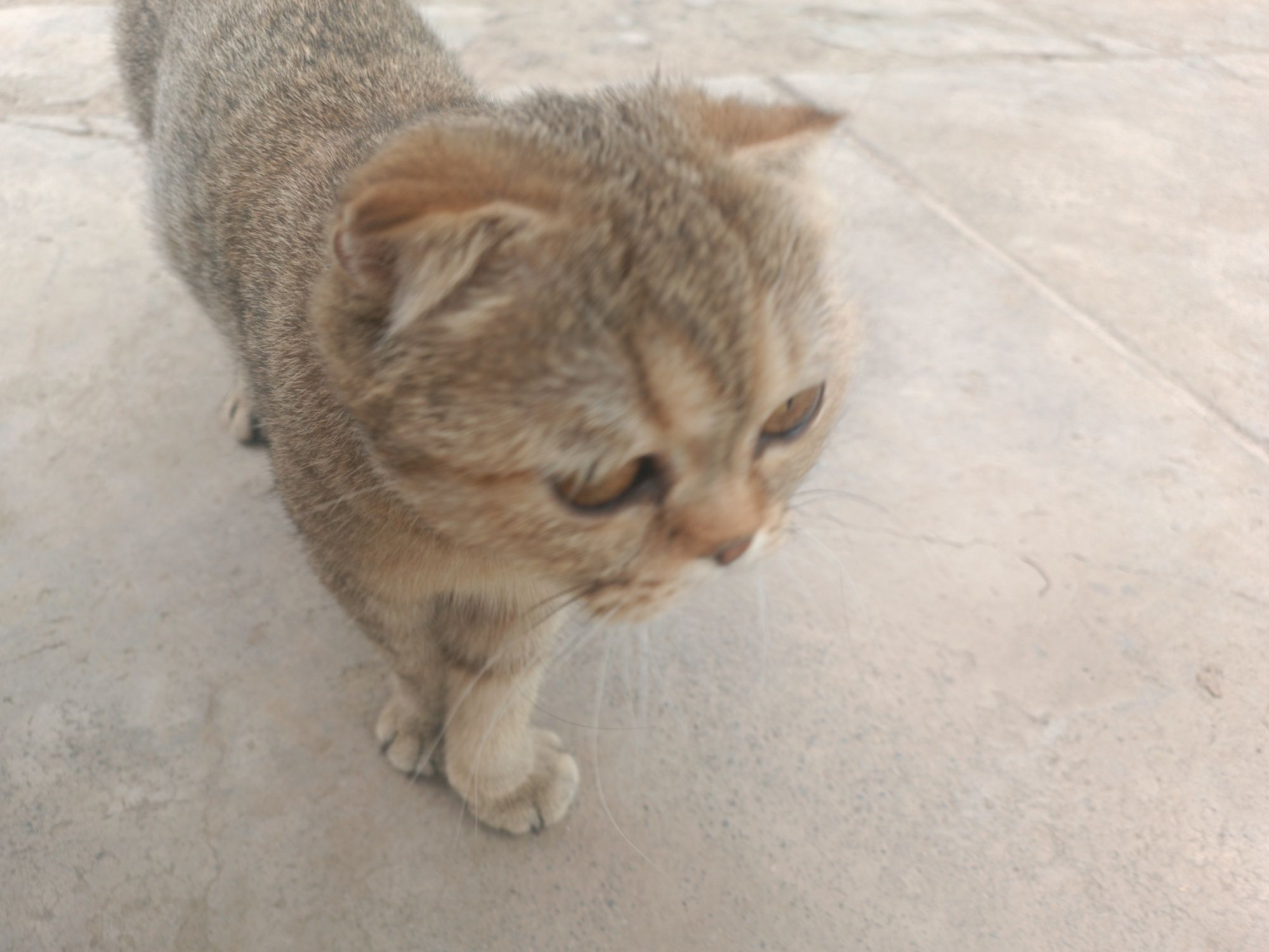 Mushuk bolasi sotiladi