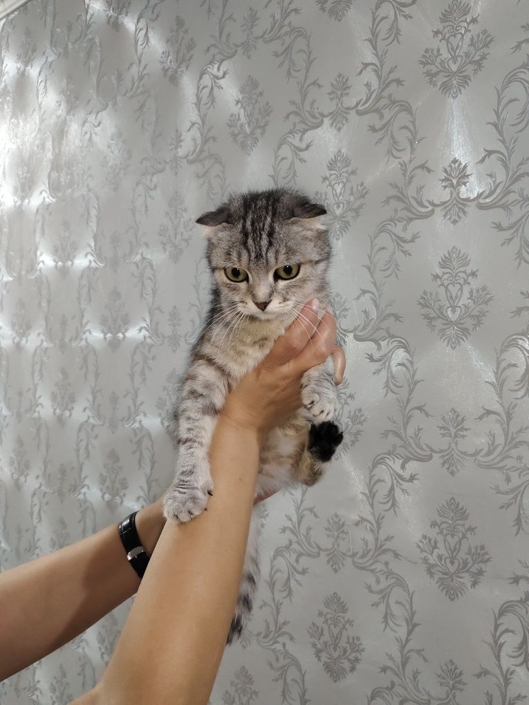 Ищем дом кошечке!
