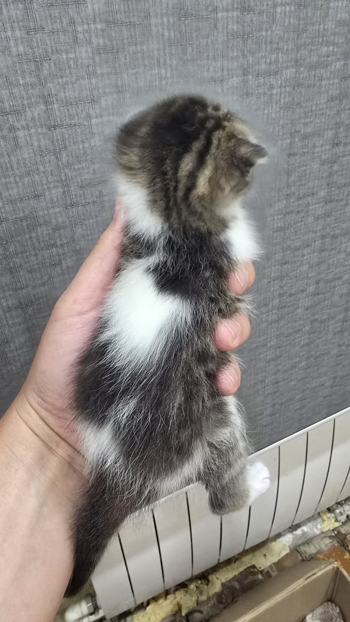 Продаю котят скотиф фолд