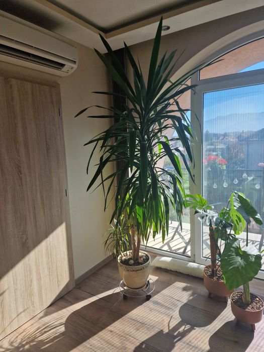 Палма Юка- 20 годишна 240см