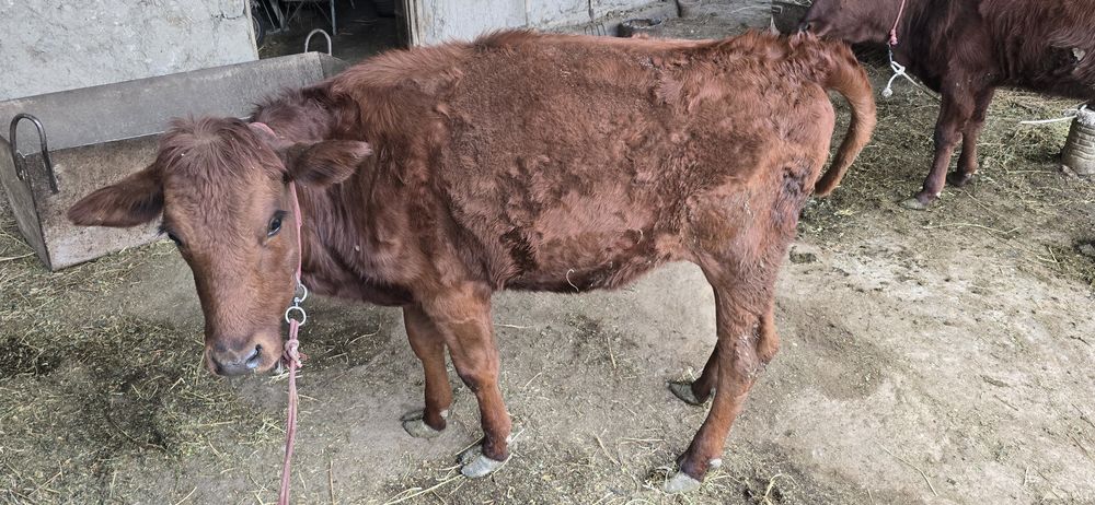 Ғуножинлар сотилади.  1.5 ёшдан