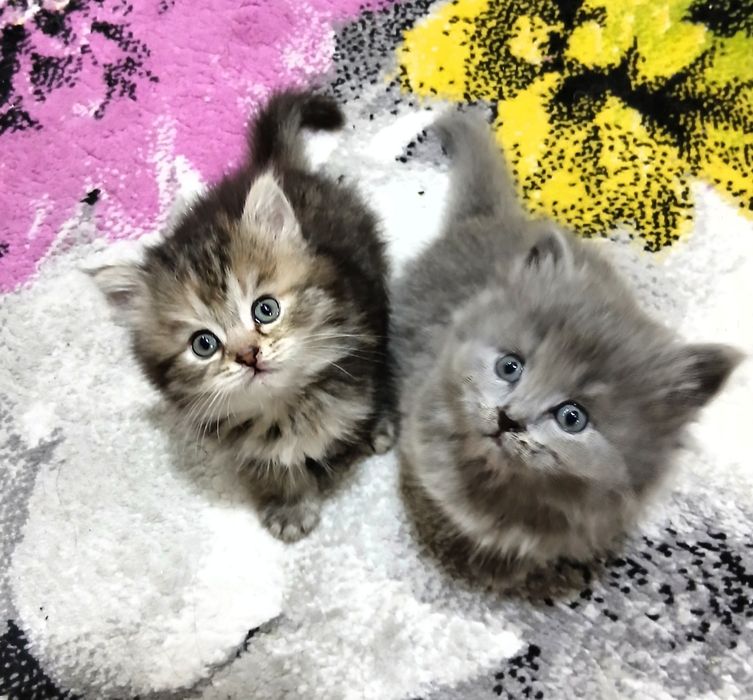 Породистые котята от сер. Шеншиллы