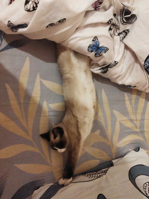 Отдам кошку в добрые руки