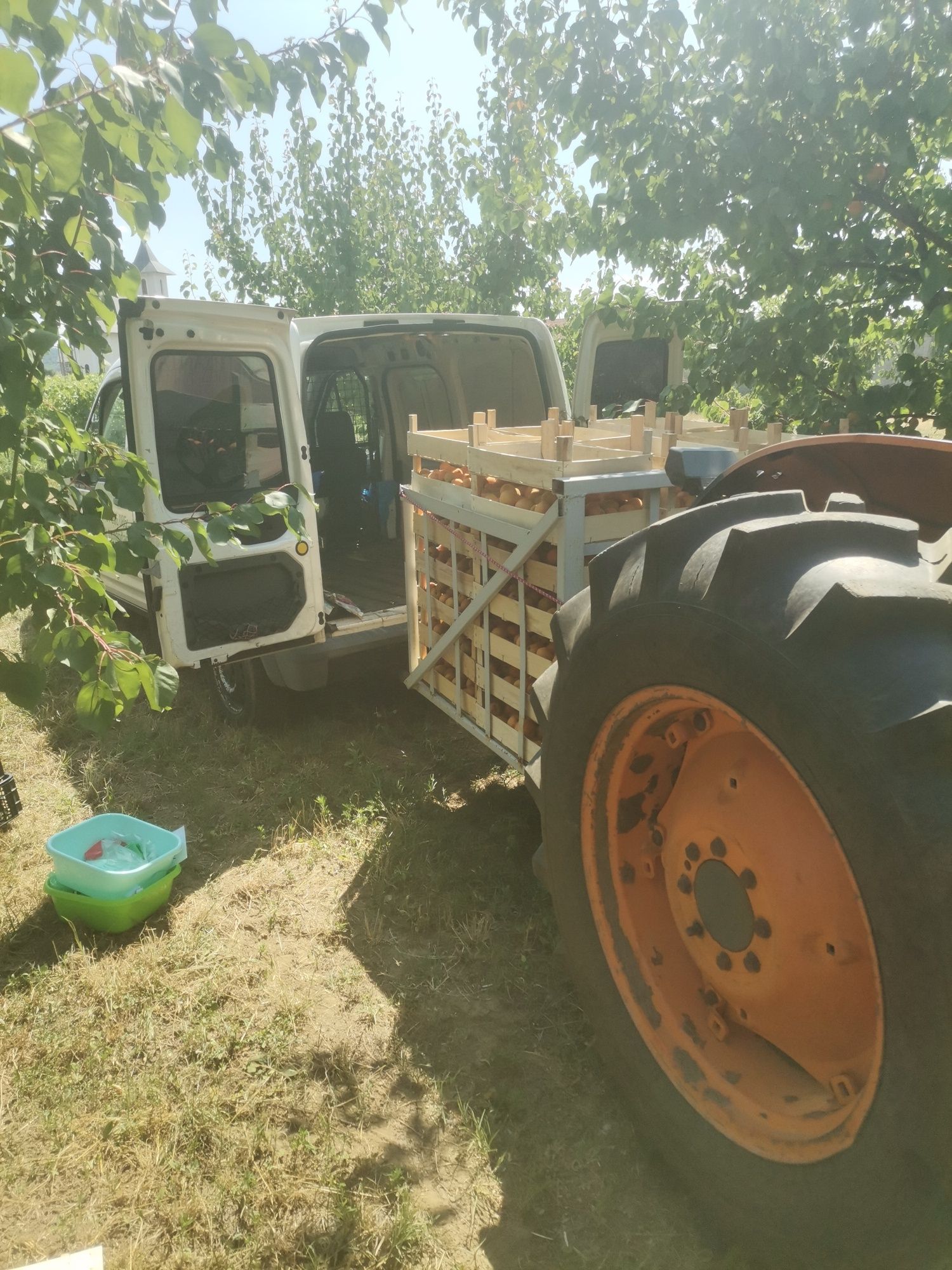 Înființări plantații la cheie, defrișări plantații, reconversie. ZMD
