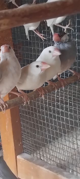 Orezari  ,kakariki, burgi și perusi