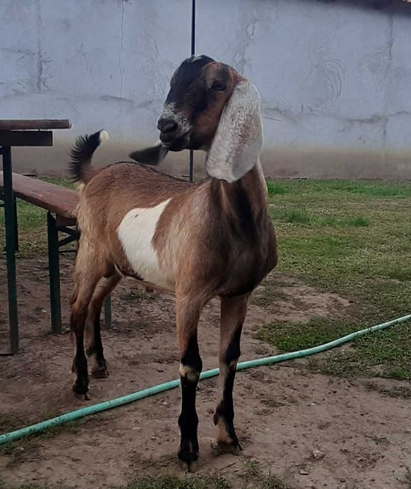 Tapisor Anglo Nubian