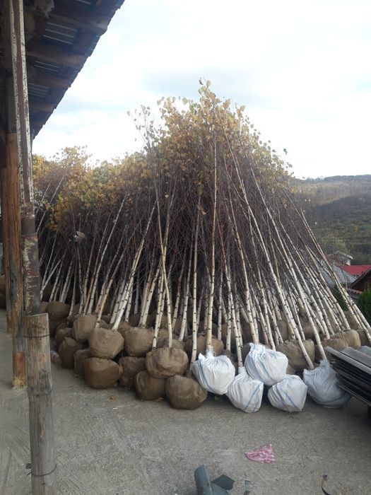 Vând mesteacan alb brazi tei cedrus