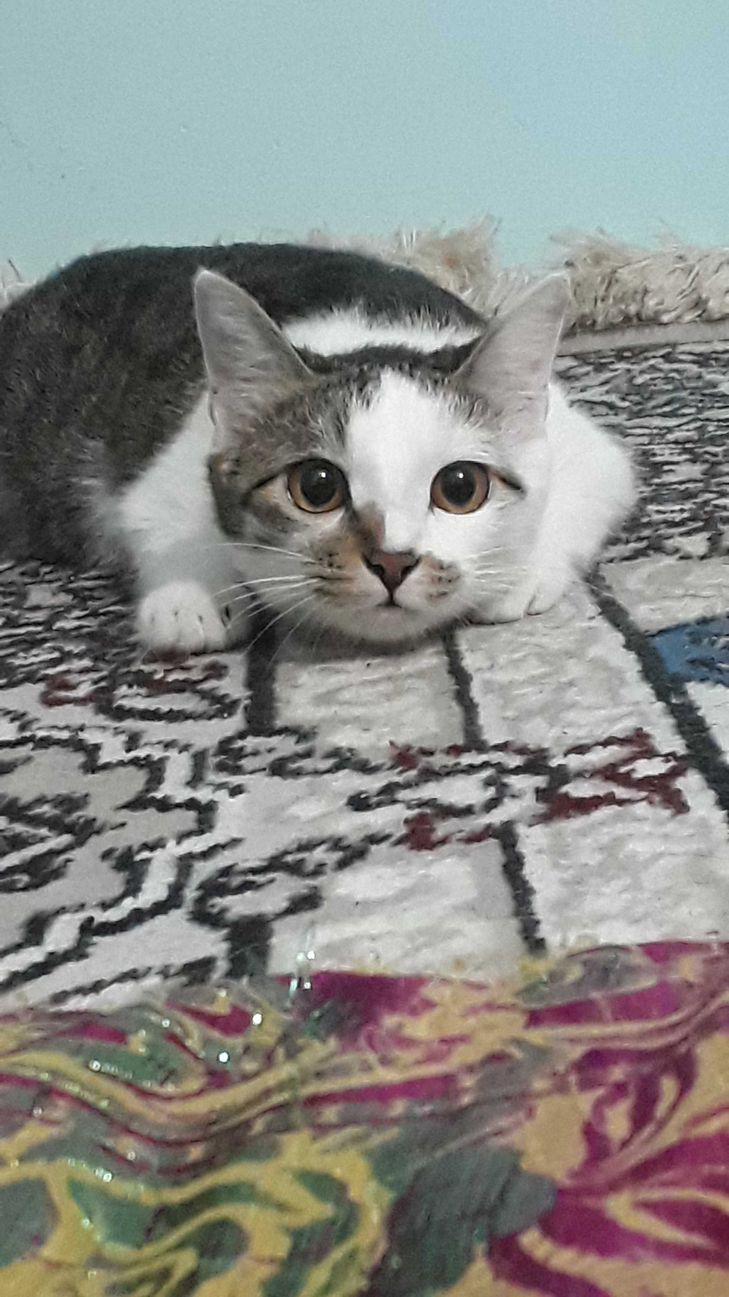qiz mushuklar hadyaga beriladi urganch