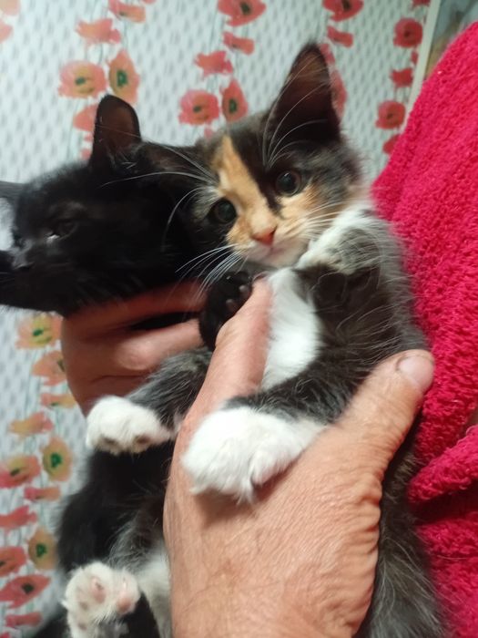 Отдам котят крысоловов