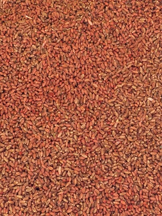 Grau de samanta LG Avenue C1