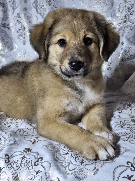 Подарите Тишке семью