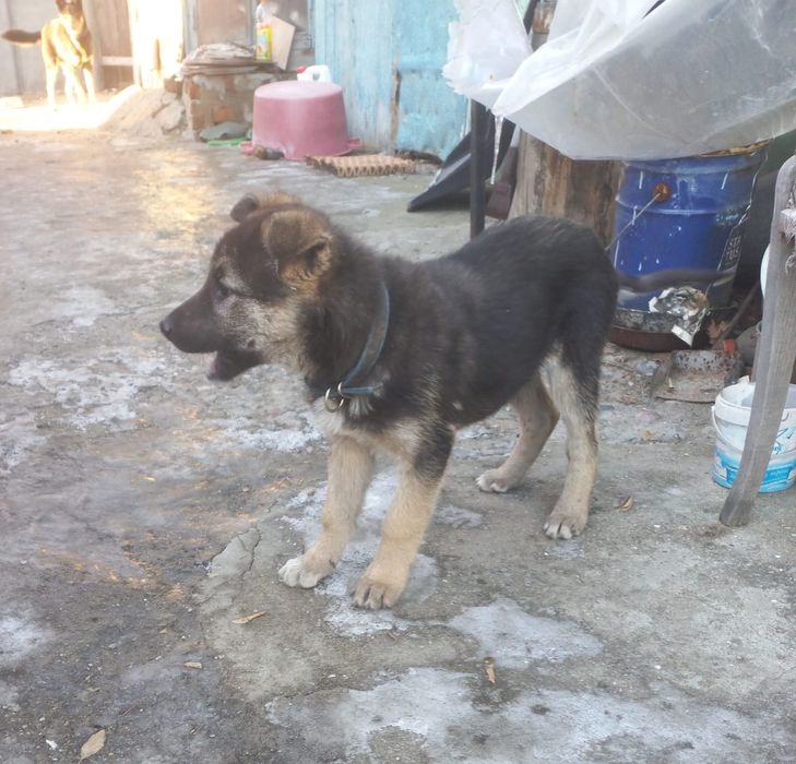 Отдам щенка 2 месяца