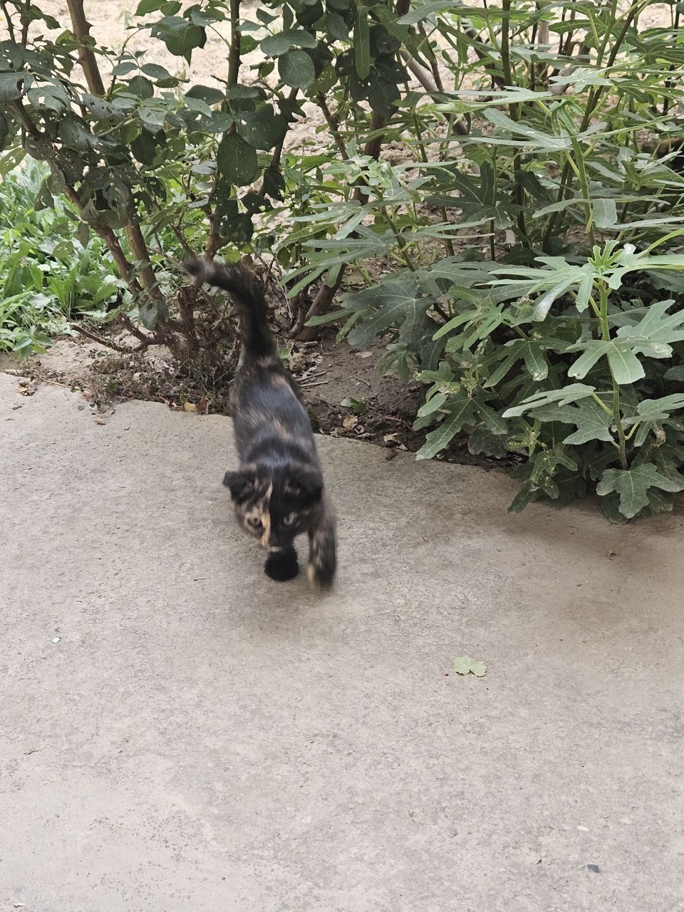 3 кота бесплатно в хорошие руки