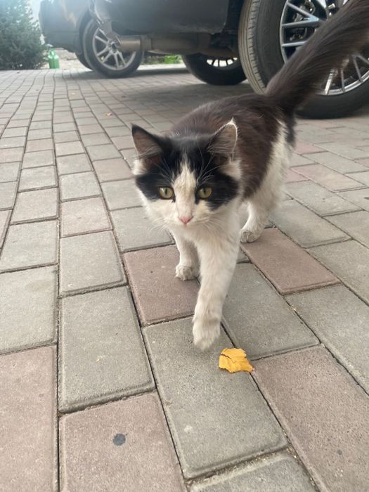 Котята в хорошие руки отдаем