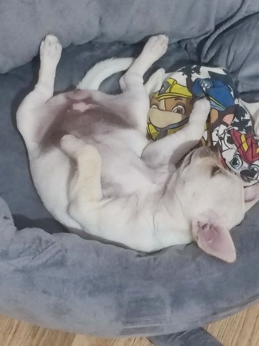 Продавам кученце Чихуахуа Пинчер