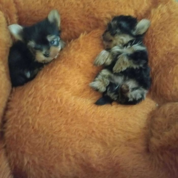 Мини Йорки.    .