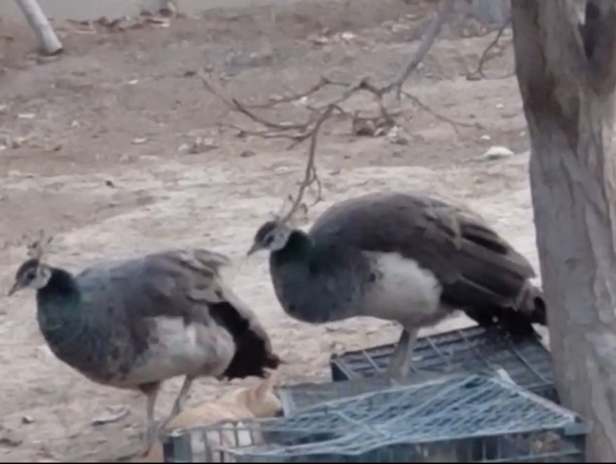 продам 3 павлинов