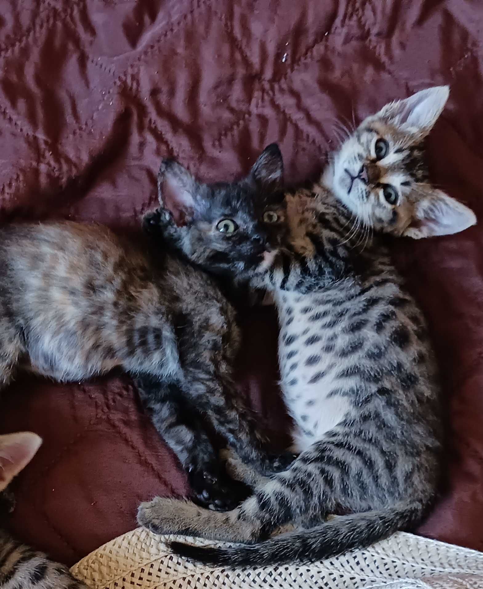 Котенца търсят дом (заедно или поотделно)