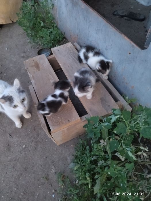 Отдам котят в добрые руки.