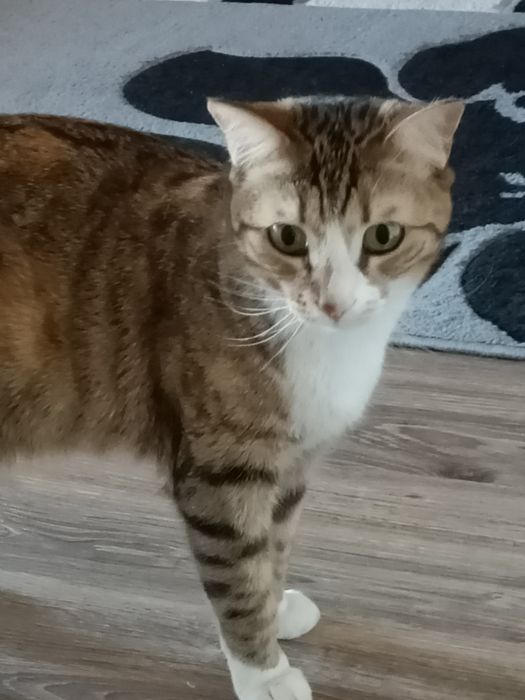 Отдам кошку смешанный мейнкун