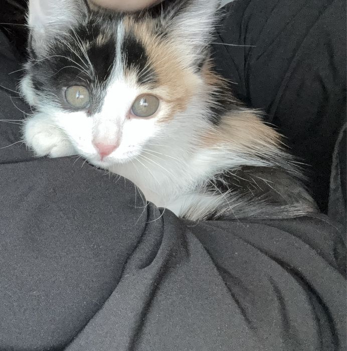 Котенок в добрые руки