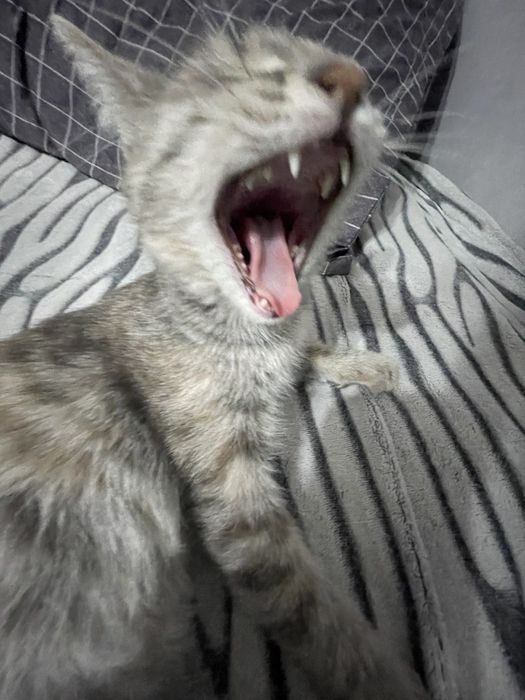 Отдаю даром заряженных кошек на фото не все есть еще