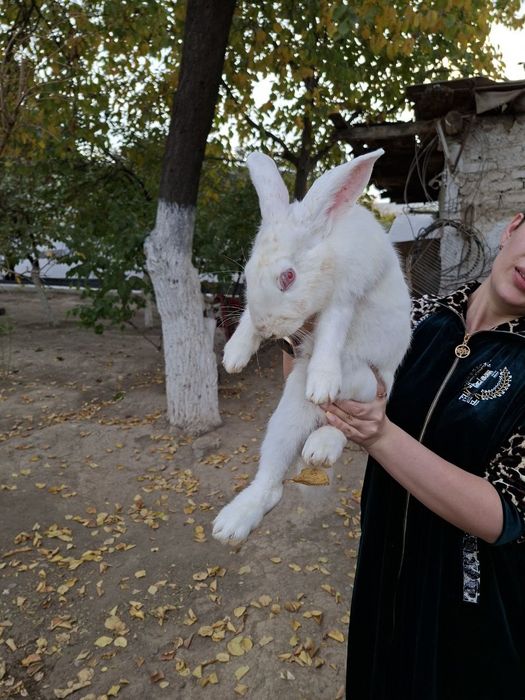 Продаю кроликов 6-7месячные