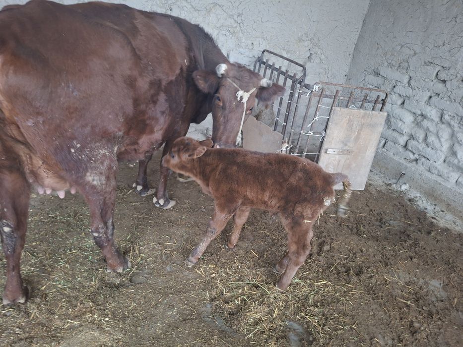 Tagayev Azizbek Asadovich