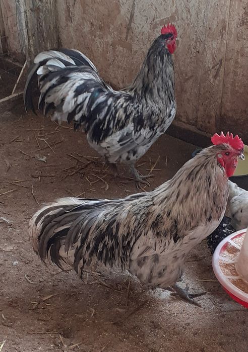 Oferta australorp splash
