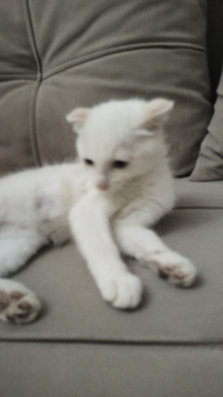 Котенок вислоухий 3мес.