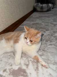 Шотладндский кот Scottish Strayt