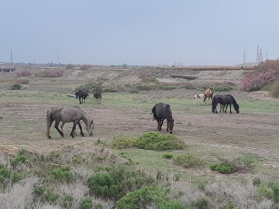 Продам уйір жылкы лошадей бес бие бир айгыр еки кулын