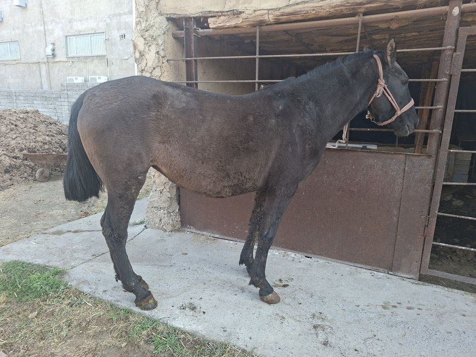 Байтал  сатылады