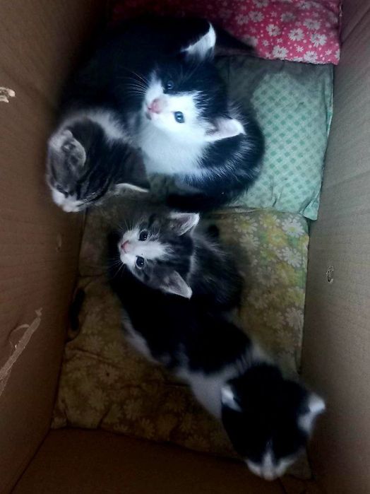 Котята даром в добрые руки