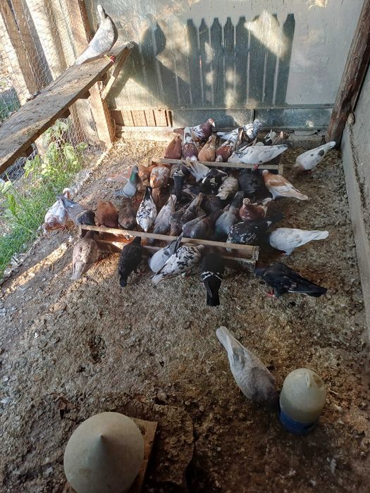 Porumbeii vuiajorii disponibilii.