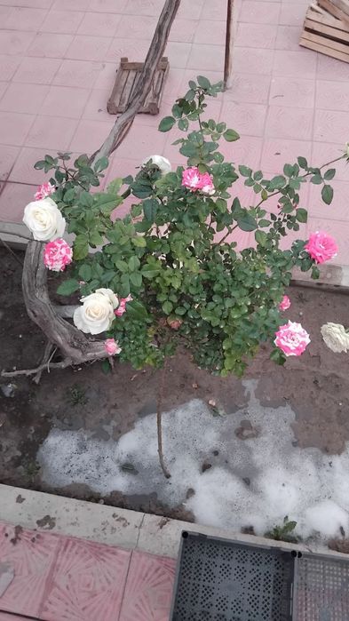 Metrofka gul sotiladi