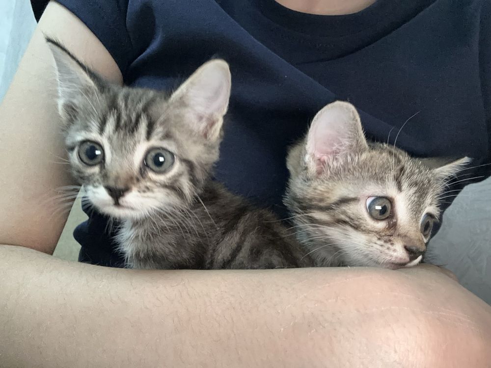 Котята девчата в добрые руки