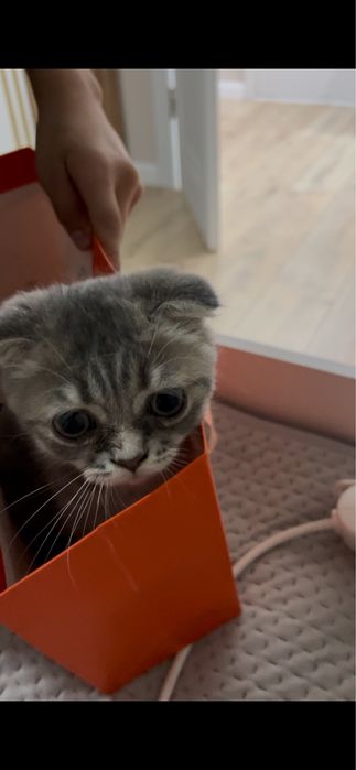 котенок британец вислоухий
