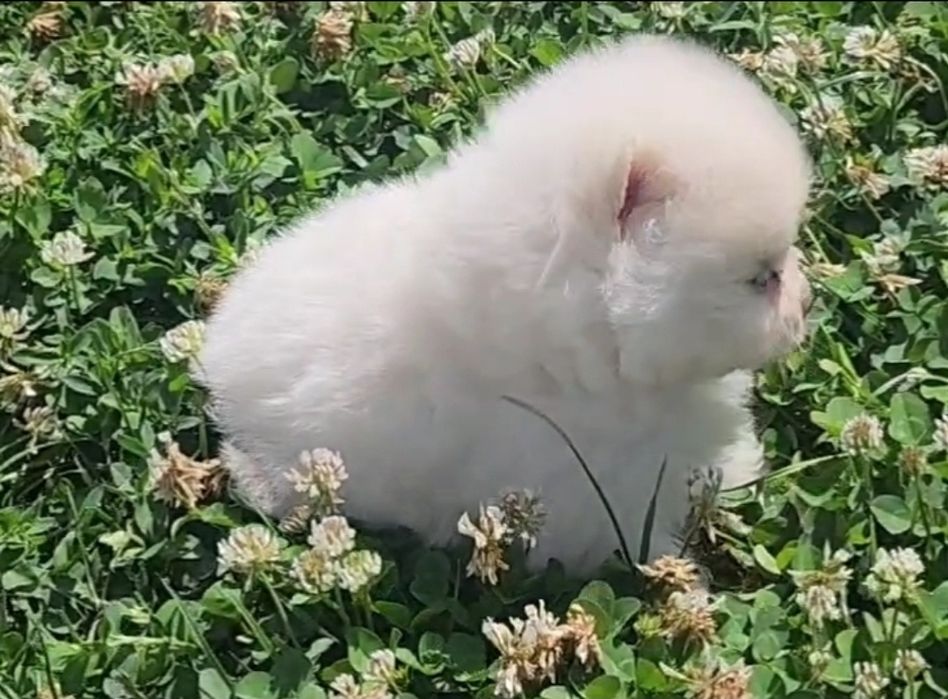 Женски мини померан чисто бяла