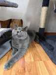 British shorthair blue 2 ani cu pedigree