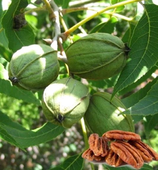 Nuc Pecan (Soiul Avalon )