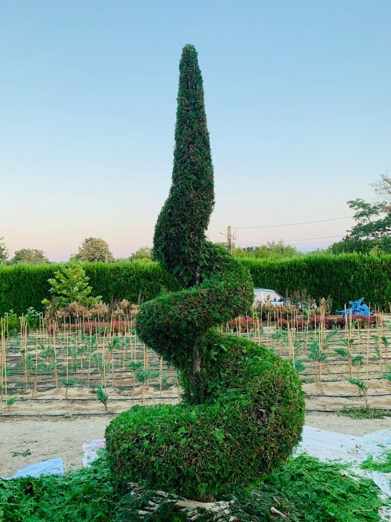 Tuia PLANTE ORNAMENTALE; Preț producător ofertă de Primăvară